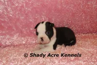 Inaja-with Haggerty Spot, a female Boston Terrier for sale in Macon, GA – 8 of 10