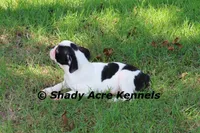 Indy--well behaved, happy, a male Boston Terrier for sale in Macon, GA – 6 of 10