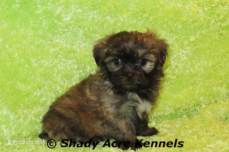 Gindhi – Mal Shi puppy for sale in Macon, GA