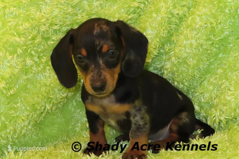 Dapple Yates – Miniature Dachshund puppy for sale in Macon, GA