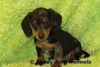 Dapple Yates, a male Miniature Dachshund for sale in Macon, GA – 1 of 10