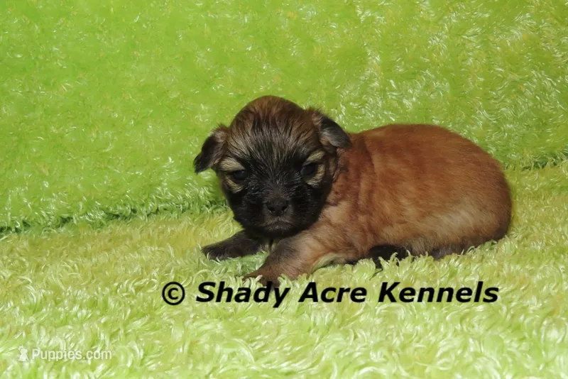 Gibson – Mal Shi puppy for sale in Macon, GA