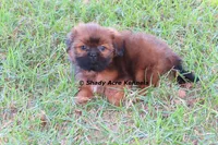Kinsley--Parent pics too, a female Shih Tzu for sale in Macon, GA – 7 of 9