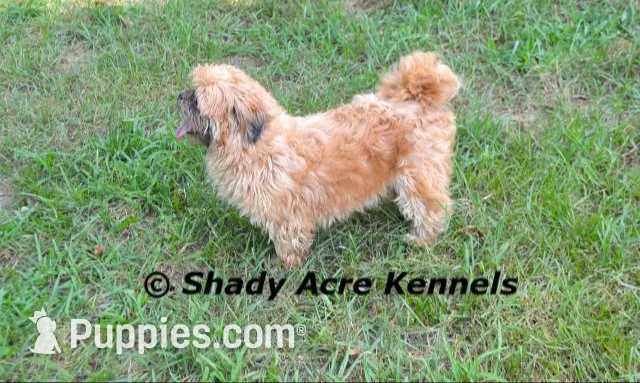 Killer--Parent pics too, a male Shih Tzu for sale in Macon, GA – 9 of 10