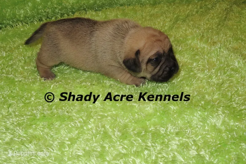 Benard – Puggle puppy for sale in Macon, GA