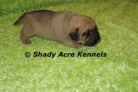 Benard, a male Puggle for sale in Macon, GA – 4 of 8
