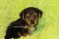 AKC Budges, a male Yorkshire Terrier for sale in Macon, GA – 6 of 8
