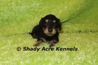 Long Coat Lochlan, a male Miniature Dachshund for sale in Macon, GA – 4 of 6