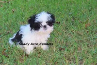 Pimela--5-6 lb grown, a female Shih Tzu for sale in Macon, GA – 6 of 8