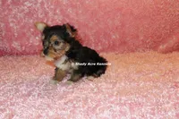 AKC Buffi, a female Yorkshire Terrier for sale in Macon, GA – 6 of 7