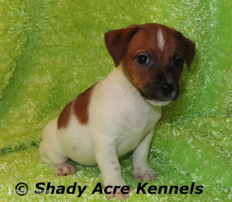 Smooth Shorty Cheff – Jack Russell Terrier puppy for sale in Macon, GA