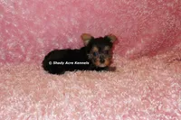 AKC Buffi, a female Yorkshire Terrier for sale in Macon, GA – 7 of 7