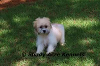 Shichon Magelan, a male Shichon for sale in Macon, GA – 3 of 9