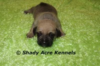 Benji, a male Puggle for sale in Macon, GA – 5 of 6