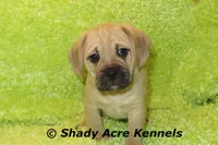 Bebby, a male Puggle for sale in Macon, GA – 10 of 10