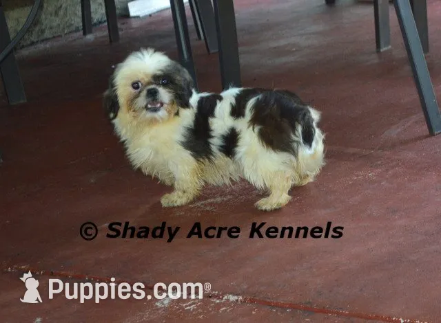 Firston--Parent pics too, a male Shih Tzu for sale in Macon, GA – 7 of 8