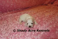 Dianna, a female Mal Shi for sale in Macon, GA – 5 of 7