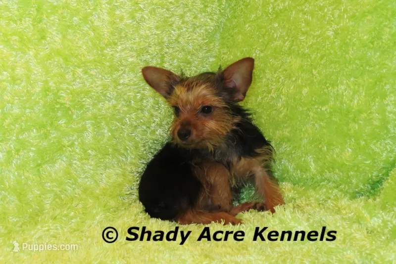 Frederick--5lbs – Yorkshire Terrier puppy for sale in Macon, GA
