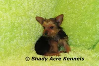 Frederick--5lbs, a male Yorkshire Terrier for sale in Macon, GA – 4 of 7
