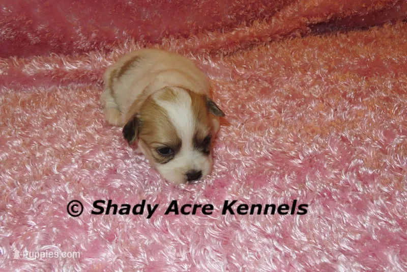 Magnolia – Shichon puppy for sale in Macon, GA