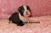 Mantana--ready to go 11-2, a female Boston Terrier for sale in Macon, GA – 4 of 10