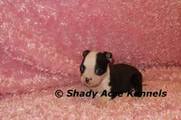 Madeline--ready to go 11-2, a male Boston Terrier for sale in Macon, GA – 2 of 7