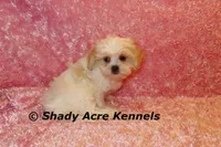 Disco-mature weight 8-10 lb, a female Mal Shi for sale in Macon, GA – 7 of 10