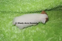 Shorty Android, a male Jack Russell Terrier for sale in Macon, GA – 6 of 10