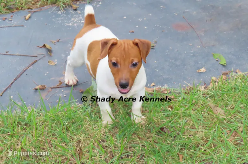 Smooth Shorty Chetan – Jack Russell Terrier puppy for sale in Macon, GA