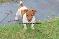 Smooth Shorty Chetan, a male Jack Russell Terrier for sale in Macon, GA – 2 of 10
