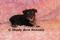 Espirit, a female Miniature Schnauzer for sale in Macon, GA – 5 of 6