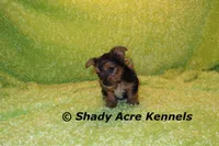 SeaBreeze--AKC reg available, a male Yorkshire Terrier for sale in Macon, GA – 8 of 8