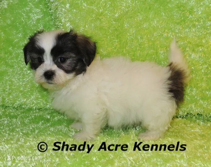 Gineral – Mal Shi puppy for sale in Macon, GA