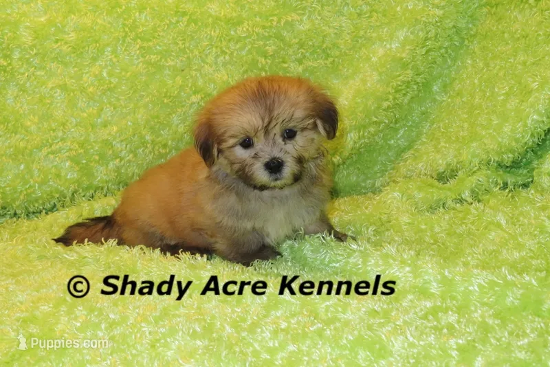 Gironimo – Mal Shi puppy for sale in Macon, GA
