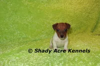 Smooth Shorty Chetan, a male Jack Russell Terrier for sale in Macon, GA – 4 of 10