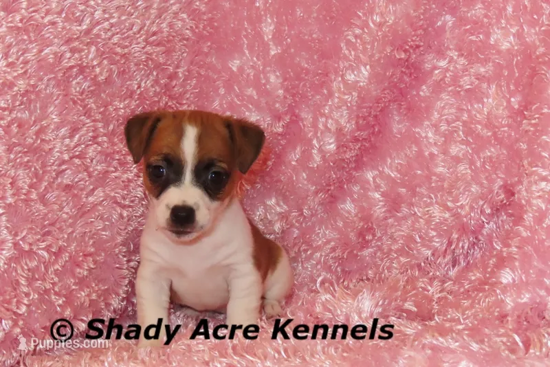 Nadine – Jack Russell Terrier puppy for sale in Macon, GA