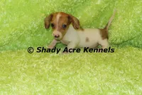Long Coat Yang, a male Miniature Dachshund for sale in Macon, GA – 6 of 8