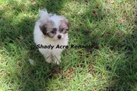 McCavity, a male Shichon for sale in Macon, GA – 6 of 9