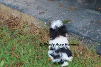 Pimela--5-6 lb grown, a female Shih Tzu for sale in Macon, GA – 4 of 8