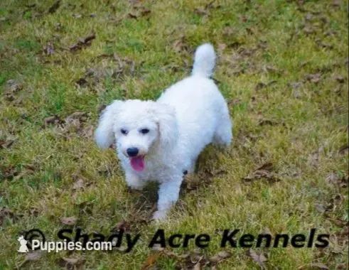 McCavity--Parent pics too, a male Shichon for sale in Macon, GA – 8 of 8