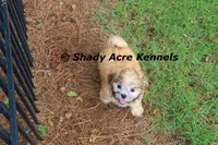 Gibson, a male Mal Shi for sale in Macon, GA – 7 of 10