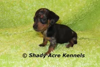 Dapple Yates, a male Miniature Dachshund for sale in Macon, GA – 2 of 10