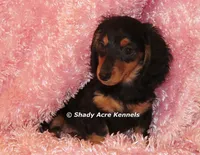 Long coat Lola--AKC registerable, a female Miniature Dachshund for sale in Macon, GA – 7 of 10