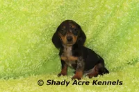 Dapple Yates, a male Miniature Dachshund for sale in Macon, GA – 5 of 10