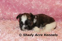 Pindora, a female Shih Tzu for sale in Macon, GA – 5 of 6