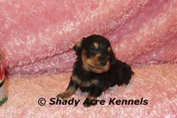 Long coat Lola, a female Miniature Dachshund for sale in Macon, GA – 4 of 7