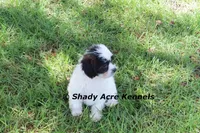 Madam, a female Shichon for sale in Macon, GA – 8 of 8