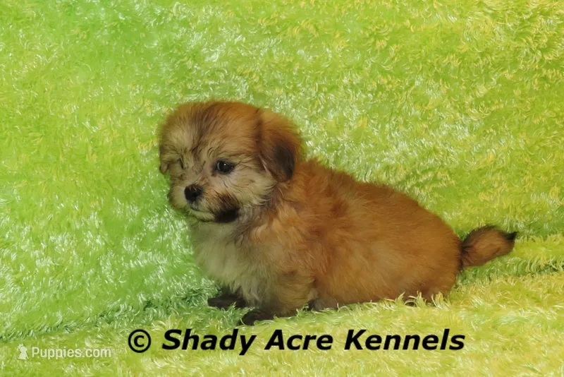 Gironimo – Mal Shi puppy for sale in Macon, GA