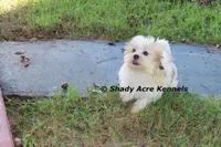 Girrett--Parent pics too, a male Mal Shi for sale in Macon, GA – 8 of 10