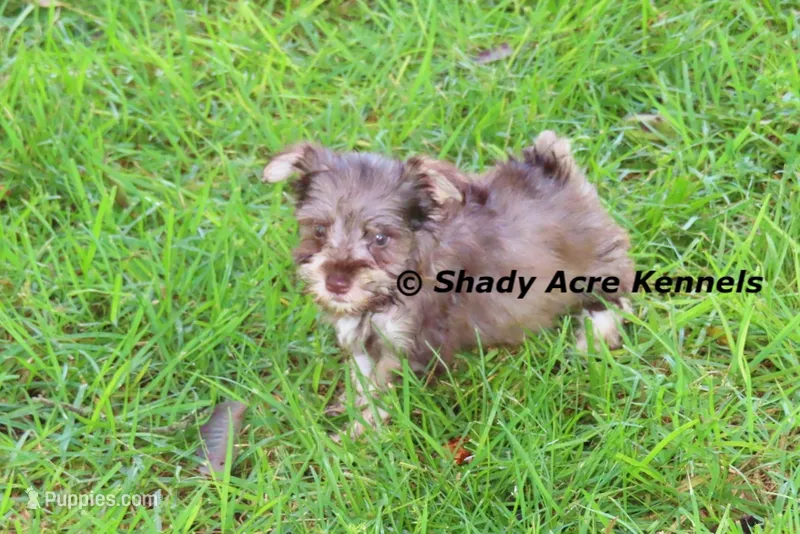 Eski--smaller than average – Miniature Schnauzer puppy for sale in Macon, GA